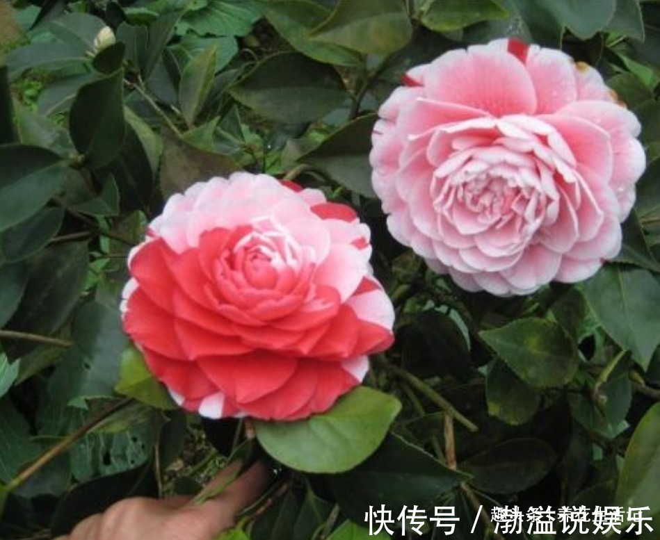 茶花|生长慢的茶花，剪剪后换换土，新芽萌发枝叶茂密，来年花量翻倍！