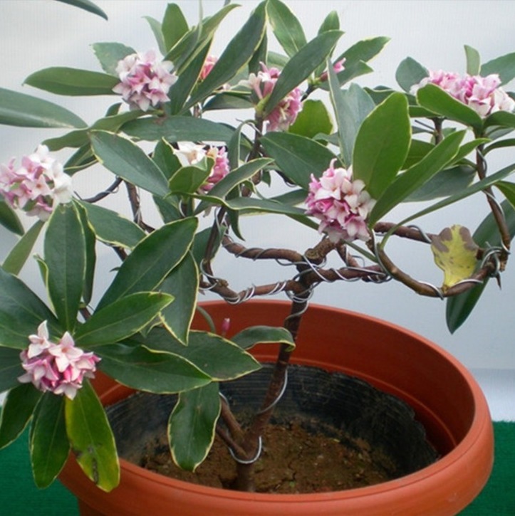 家里采光差，还想养花5种“耐阴花”，不见太阳，也能四季开花