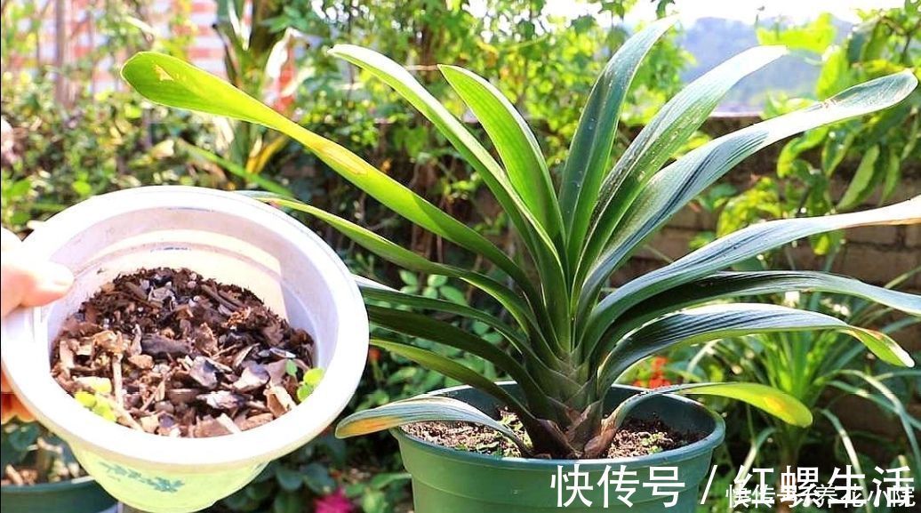 松软|营养土不用买，几种材料掺一起，养分充足又松软，适合养各种花