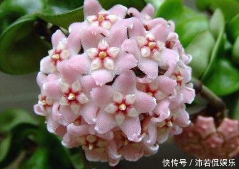 柠檬黄三角梅|喜欢三角梅，首选此款“珍稀名品”柠檬黄三角梅，花开艳丽多姿！