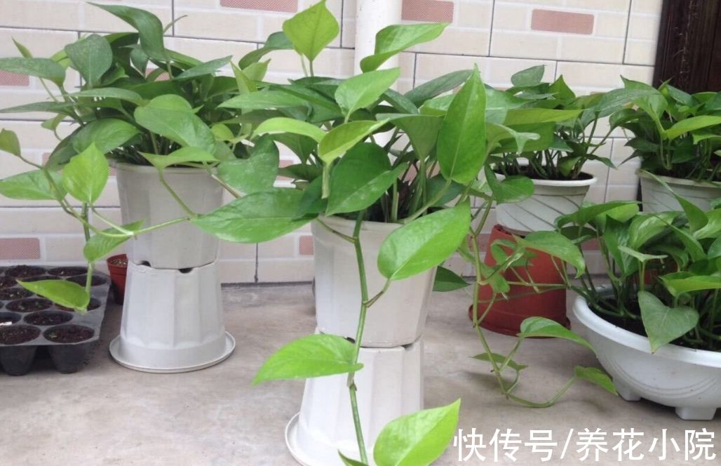 秋天养绿萝,别只顾浇水,多做2件事,枝叶长得更繁茂