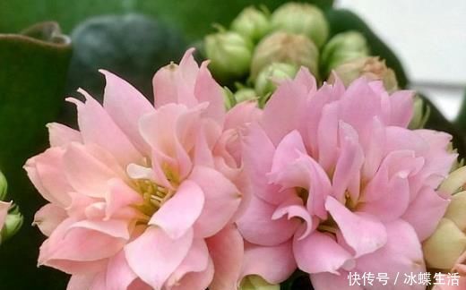 婆婆|婆婆只养“2种”花，窗台变成“花海”，“开花”上百朵