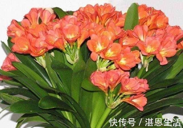 想要君子兰开花，有一个小方法，叶片蹭蹭长得快，花开的漂亮极了