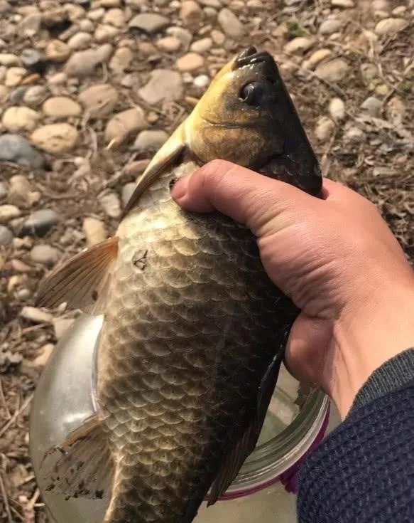 小动作|冬天用传统钓不会抓口?记牢这5个漂相,每次提竿都有大板鲫上岸