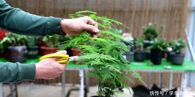 养好文竹,3个技巧,一剪秀气,二剪疯长,四季油绿,全在你掌握!