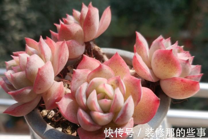 莎莎|多肉莎莎女王——别人家的莎莎是女王,为啥你家的莎莎却像丫鬟?