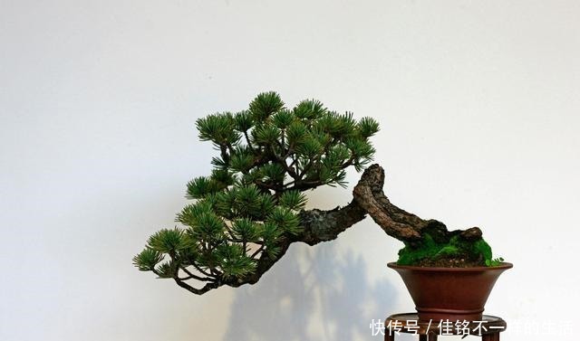 五针松“盆景”桩材,不会养护造型老师傅这就教你一招
