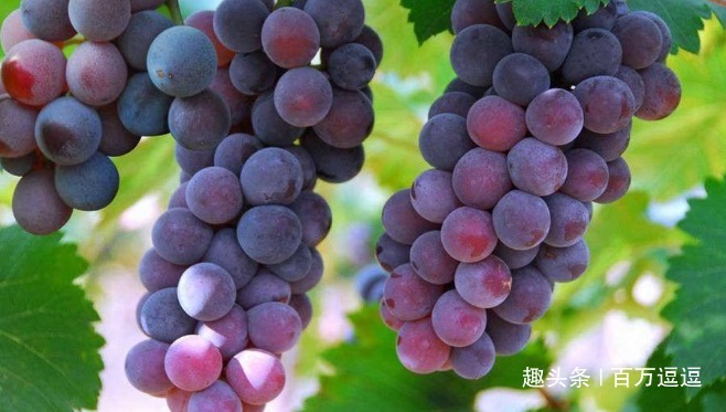 茄子|聪明人爱吃的4种食物,补充营养滋润肌肤!身体越来越健康