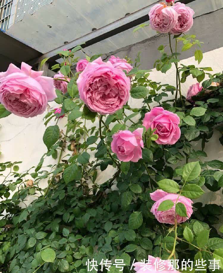 4种福运花,自带福气好养活,好养又漂亮,一开就是300多天!