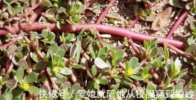 渊源|晒不死的蚂蚁菜，是餐桌上的美味，据说它与太阳还有一段渊源