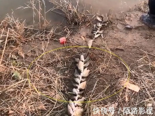 河北一男子钓上十几斤鲫鱼,用绳串在一起拖着走,网友们却怒了