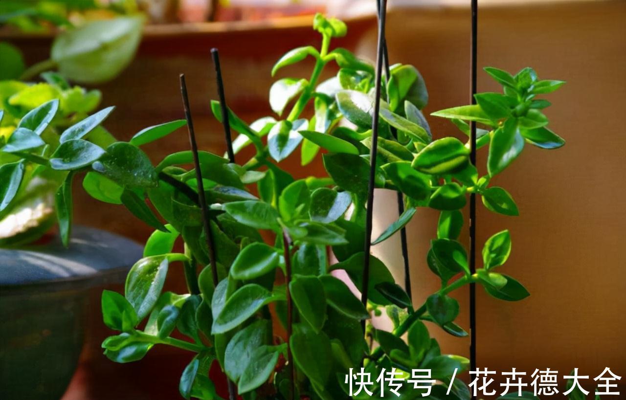小吊兰|9一10月,别忘记“扦插”这些花,“温度”适宜利于生根