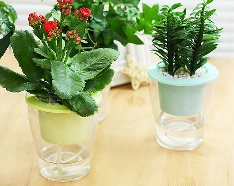 这些花“沾水就长”,一杯水养出大白根,还能开花一茬又一茬!