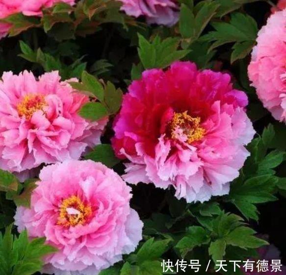 4种“旺运花”,吉祥添富贵,花朵粉嫩丰腴,绚丽夺目