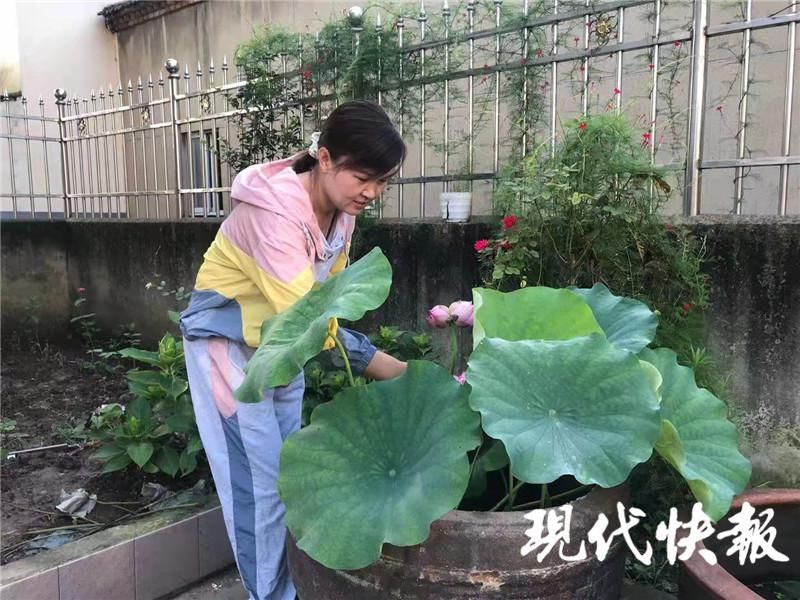 赏荷花|罕见！江苏句容一居民缸养荷花开出“并蒂莲”