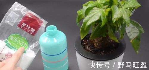 营养物质|不管多难养的花,浇水时加点它,不黄叶还不烂根,比花肥还好用