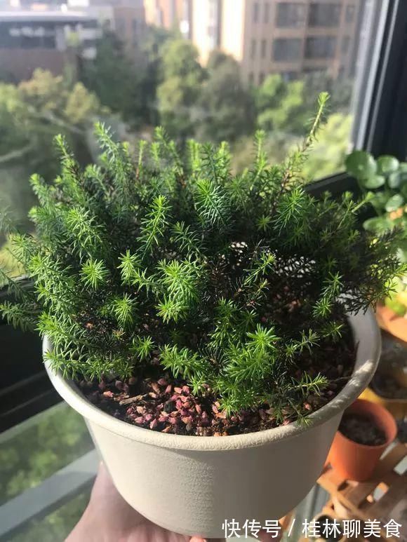 仙客来|4种花身材不大,花量却怪“吓人”,深秋花开一大片,美翻了