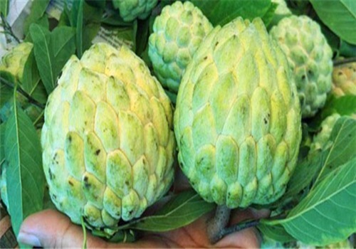 女性|女性到了中年 多吃4种食物，美容护肤，延缓衰老，养护肠胃