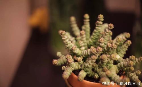 养这3种多肉赚大了,它们最喜欢爆盆,挂着养更是成串生长