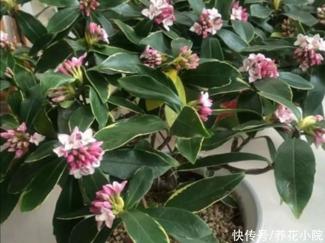 养护|瑞香开始长花芽，给它做好4个方面的养护，花期才能大量开花