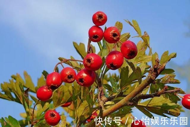 冬天|冬天常吃这个,防血栓!40岁后要多吃,活血、降脂