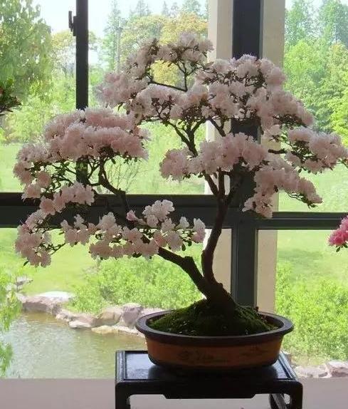 盆栽养殖云锦杜鹃,多注意4个要点,开花量大、色艳、香味浓郁