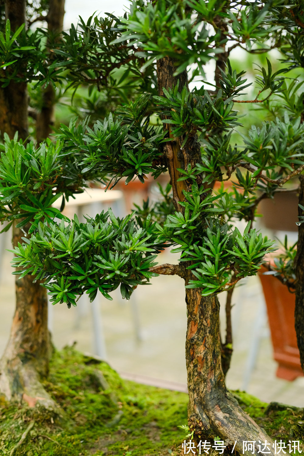 罗汉松|6种“吉祥树”,有地方建议种一棵,能吃能观赏,旺财镇宅样样行