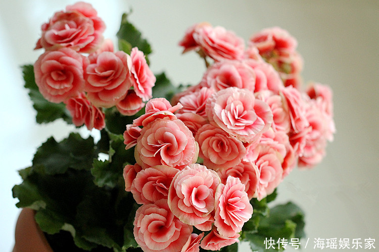 漂亮|像玫瑰花一样漂亮，全年开花不停，这种盆栽观赏植物，你值得拥有