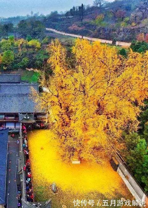 罗汉松|7种树“进宅”,旺财镇宅,延绵百年,家里有地方,一定养一棵