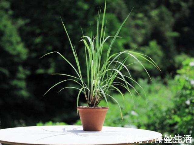 窗台|蚊子害怕这“5种花”,夏天养1盆,蚊虫躲的远,安心睡觉