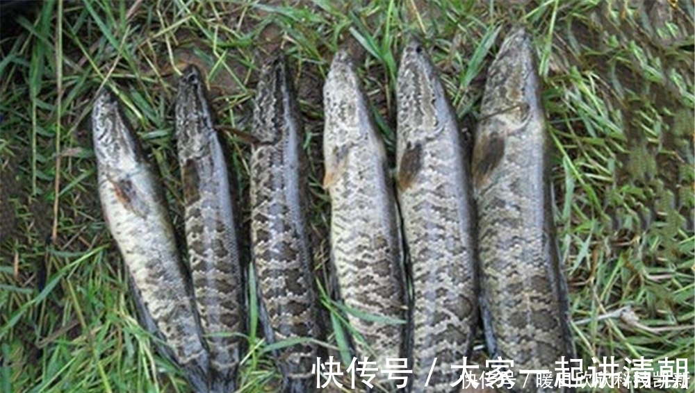 繁殖期|夏天钓黑鱼，民间手竿钓法的操作要点，钓组简单到没浮漂没铅坠