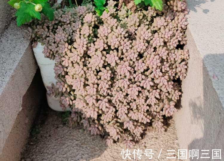 姬秋丽怎么养？不要宠、多露养，轻松养出繁茂完美的状态