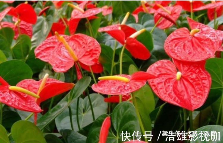 植物|家里养这几款植物,一开就是大半年,沾土就活,新手也能养的好!