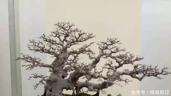 果实|什么算的上是好盆景学会看芯,芯是盆景的重点!