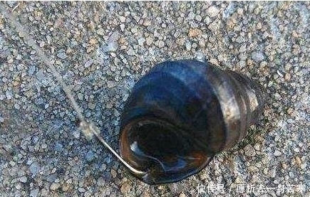 小马|小伙河边钓鱼用这个做鱼饵,围观群众嘲笑他,随后统统闭嘴