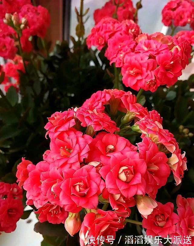 三盆长寿花同样浇水，同样施肥和光照，两盆开花一盆不开为什么