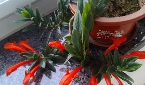 吊兰|4种植物最适合懒养,十天半个月不用浇水,照样长势旺