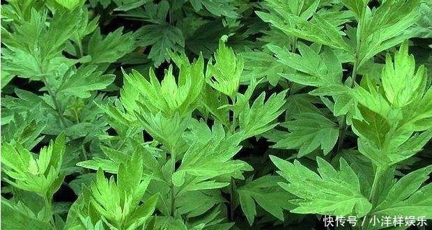 妇科炎症|它是妇科炎症的克星！鸡蛋用此物煮一煮，活血化瘀，远离妇科疾病