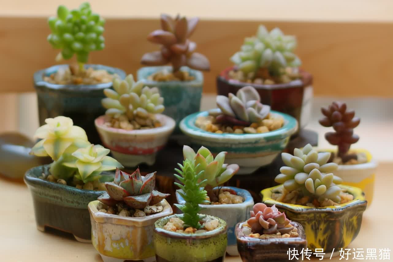 重点|到了夏天,新手养花该先抓住哪些重点?关键有3处