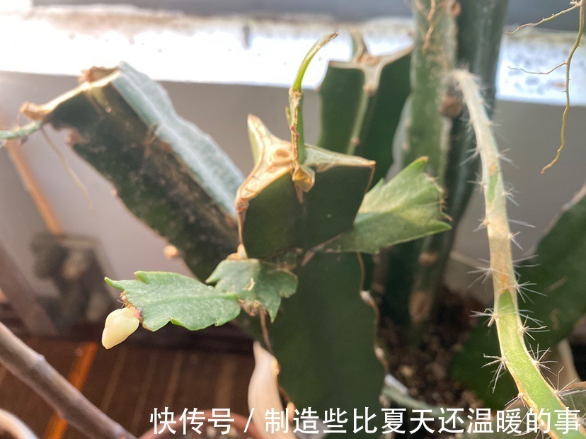 花花|养护蟹爪兰,要注意8个要点,才能开出仙气飘飘花