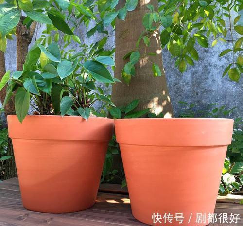 常见|6种常见的养花盆,最后一种养花长不好,新手慎用!