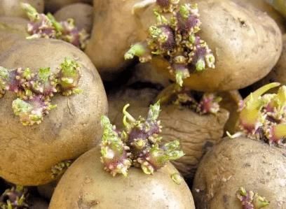 食用|6种“伤身”的蔬菜，请停止食用，有些人却当宝，忍住就是硬道理