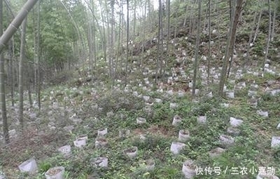 这种抗癌的中草药只有中国特有,你们家乡有吗?