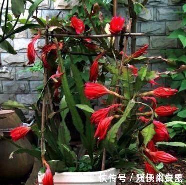 腐熟|养“令箭荷花”,把它砸一砸,扔盆里,花开大如碗,漂亮!