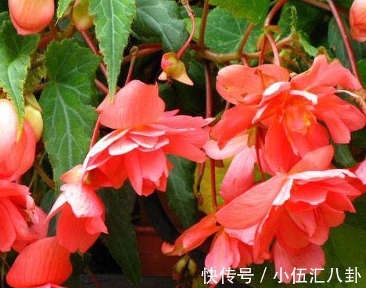 金凤花|从8月26日开始，家养此款花卉，满屋子飘香，花期超级长