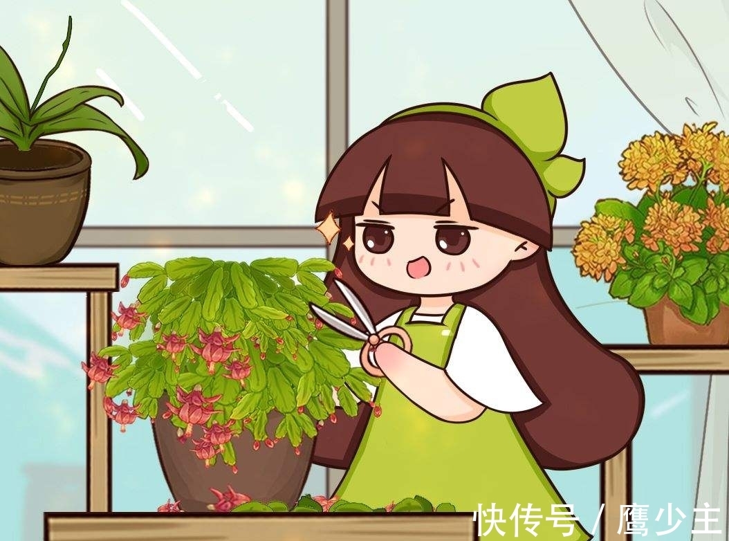 月季|冬天养花,千万别不舍得摘心,摘完才能平安过冬!