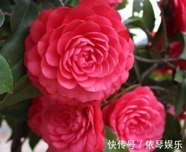 重瓣型|家养“大红花”,比牡丹好看,比月季好养,芬芳袭人,花开200天