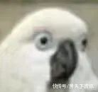 租赁|别人买房有多努力?2483户家庭抢76套房,却有人一次摇中2套,赚了4800万