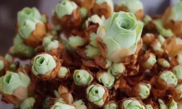 多肉枯叶别乱摘，弄巧不成反成拙，分清品种和时节很重要