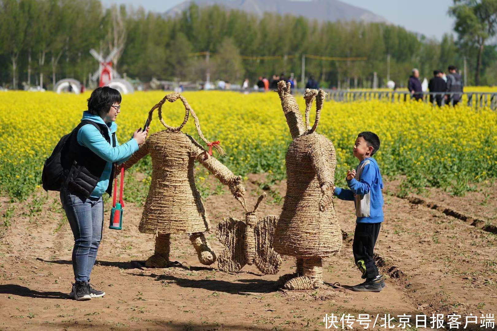 北京近郊最大的油菜花海盛放！快来丰台这个怪村“打卡”吧